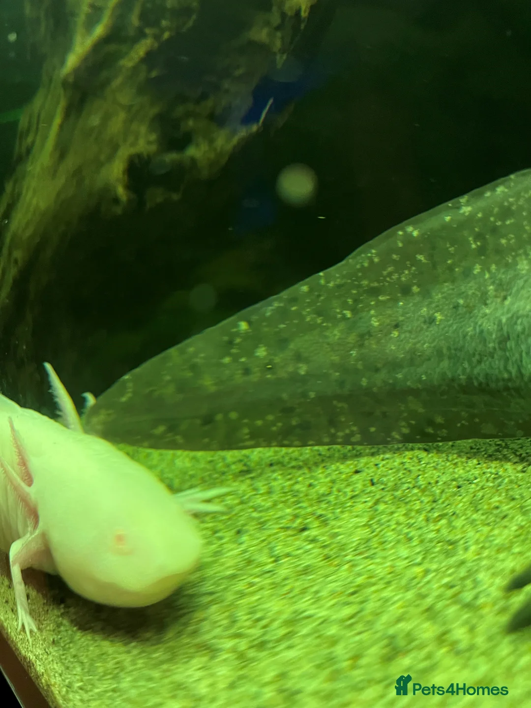 Axolotl reptiles for sale: Large Male Axolotyl in East Boldon - Advert 2