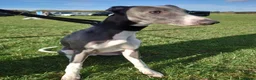 Whippet dogs for stud: KC registed whippet stud - Advert 9