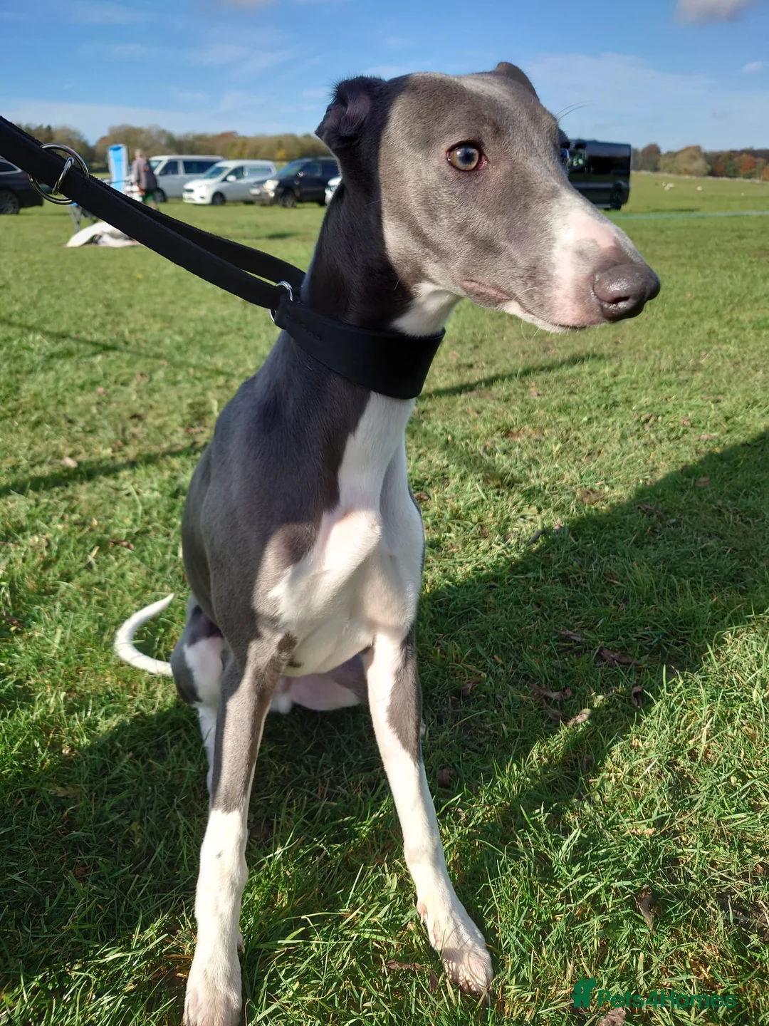 Whippet dogs for stud: KC registed whippet stud - Advert 9