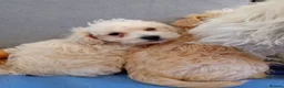 Jackapoo dogs for sale: Jackapoo - Advert 29