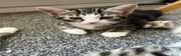 Mixed Breed cats for sale: 4 beautiful kittens, ready today, amazing mix  - Advert 22