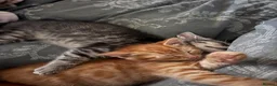 American Shorthair cats for sale: Grey and ginger tabby  - Advert 2
