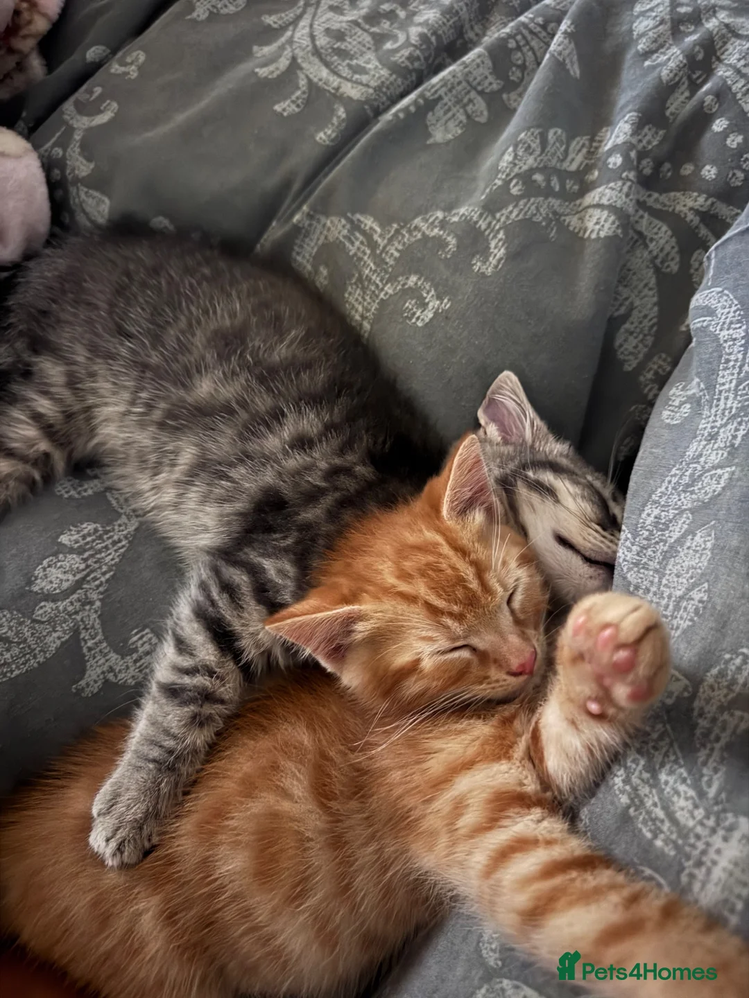American Shorthair cats for sale: Grey and ginger tabby  - Advert 2