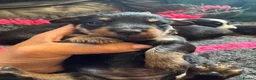 Mixed Breed dogs for sale: Norfolk x mini Dachs puppies - Advert 6