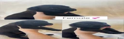 Belgian Shepherd Dog dogs for sale: True to type Belgian Malinois Pups  - Advert 14