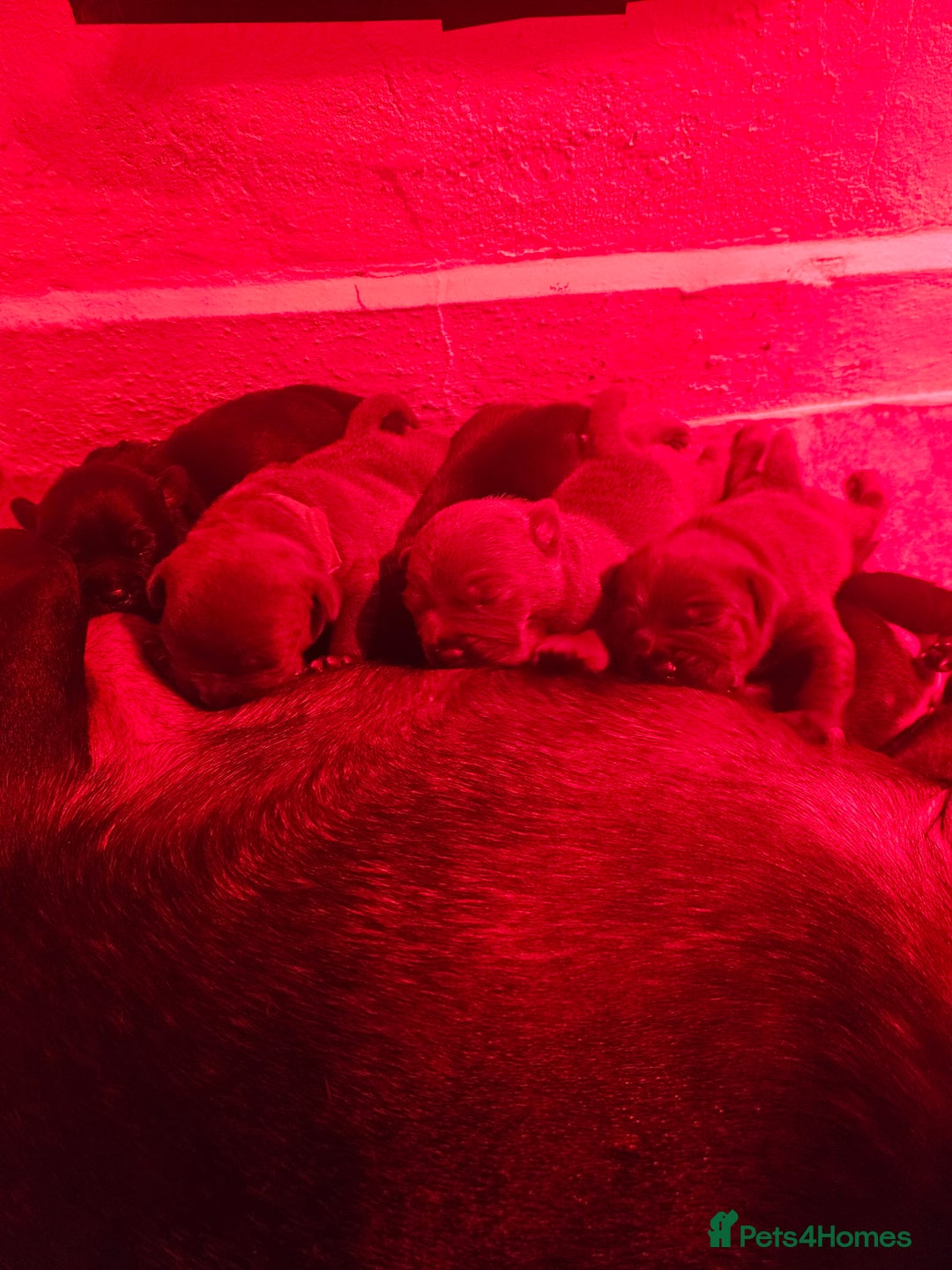 Staffordshire Bull Terrier dogs for sale: KC KING FURY X KASSIUS DAUGHTER PUPS  - Advert 25