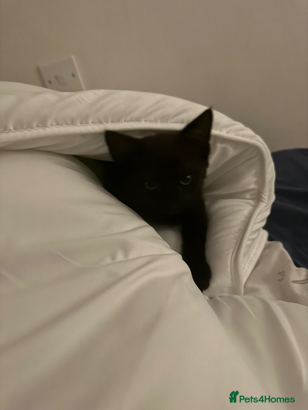 Mixed Breed cats for sale: Friendly Cat Looking for a Loving Home - Advert 2