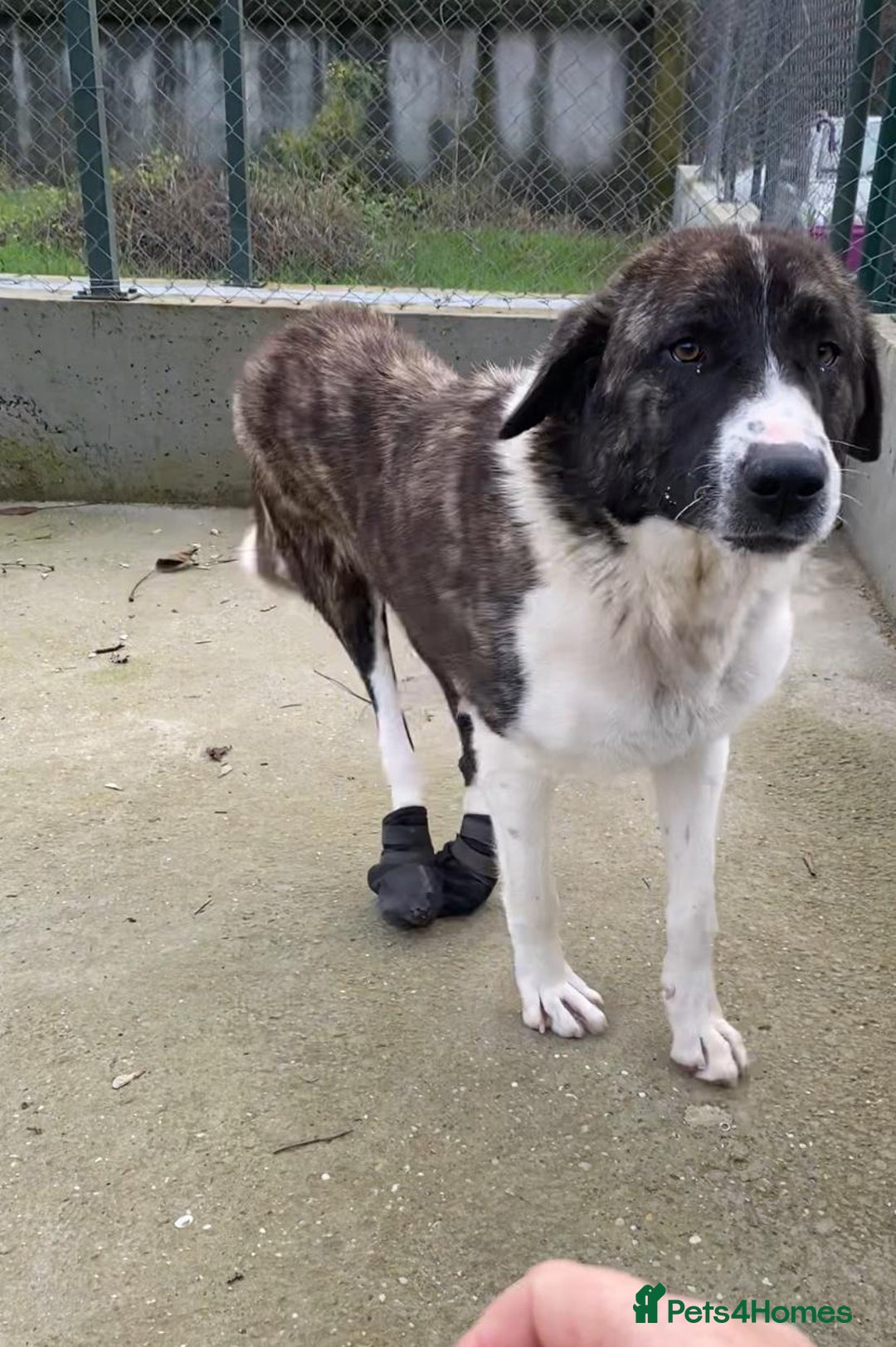 Mixed Breed dogs for adoption: Betty Boop, 3-4 yrs. Available for adoption. - Advert 1