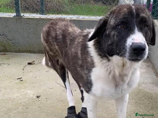 Mixed Breed dogs Betty Boop, 3-4 yrs. Available for adoption. - Advert 1