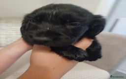 Cocker Spaniel dogs for sale: Cocker spaniel pups  - Image 5