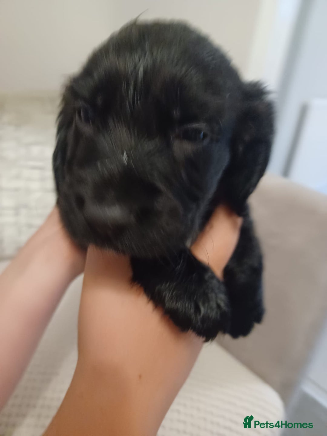 Cocker Spaniel dogs for sale: Cocker spaniel pups  - Image 5