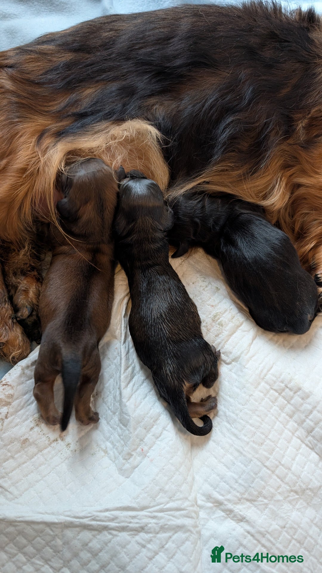 Miniature Dachshund dogs for sale: Miniature Longhaired Dachshunds - Image 10