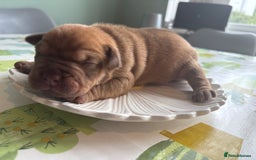 Mixed Breed dogs for sale: Bullpei puppies  - Image 14