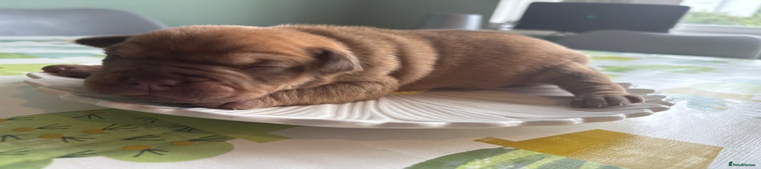 Mable 