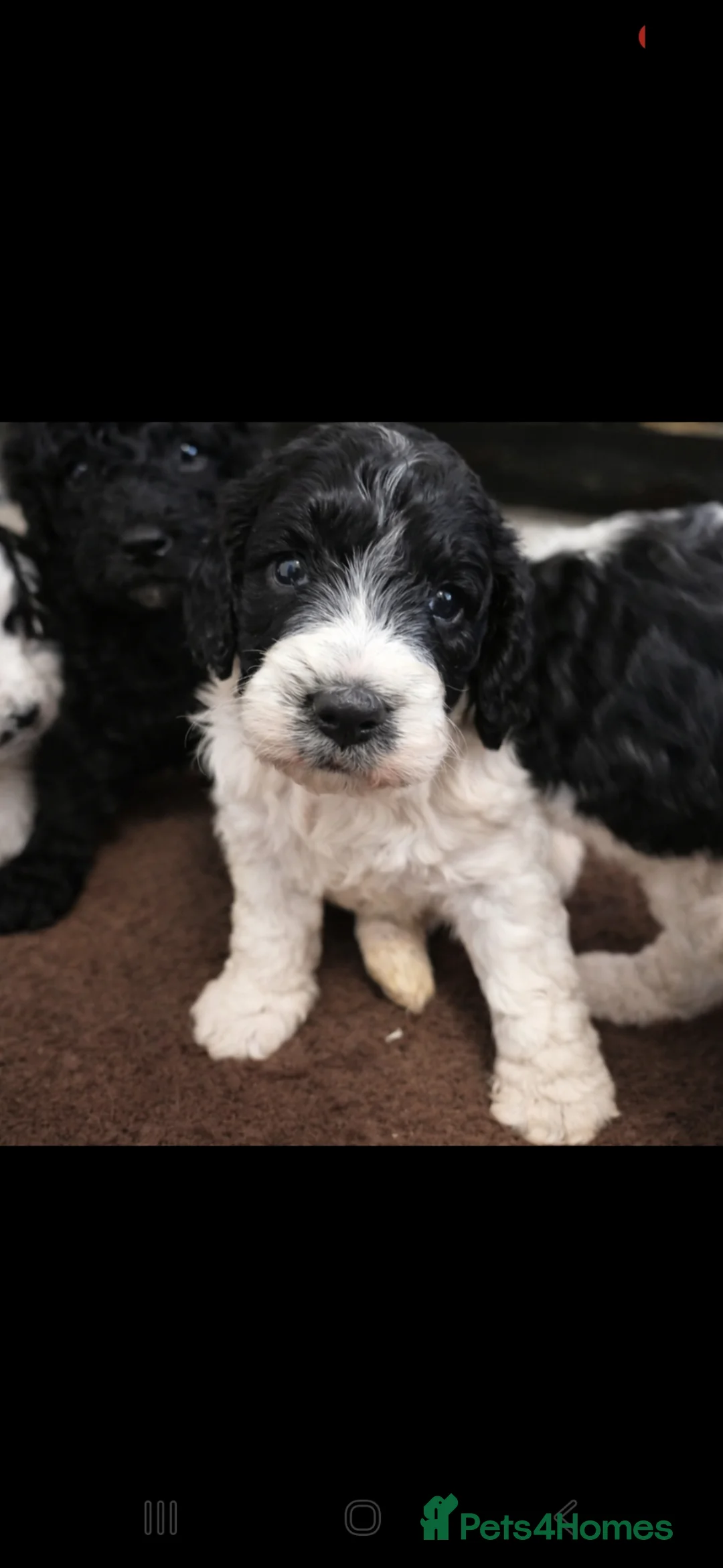 Sproodle dogs for sale: Hybrid spoodled - Advert 1