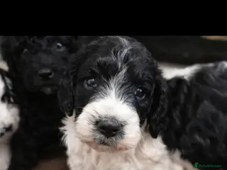 Sproodle dogs Hybrid spoodled - Advert 12