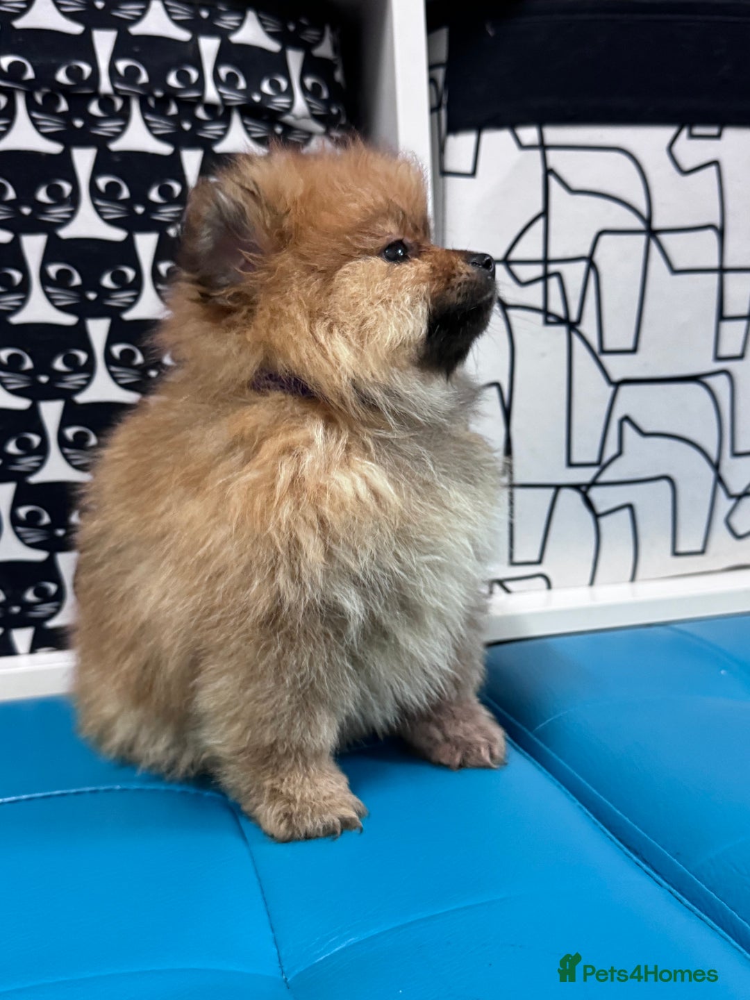 Pomeranian dogs for sale: FLUFFY POMERANIAN FOR SALE 🥰 - Advert 14