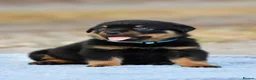 Rottweiler dogs for sale: Phenomenal old fashioned, health tested parents - Advert 8