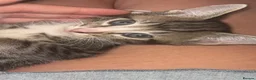 Mixed Breed cats for sale: 3 beautiful male kittens for sale too good homes. - Advert 4