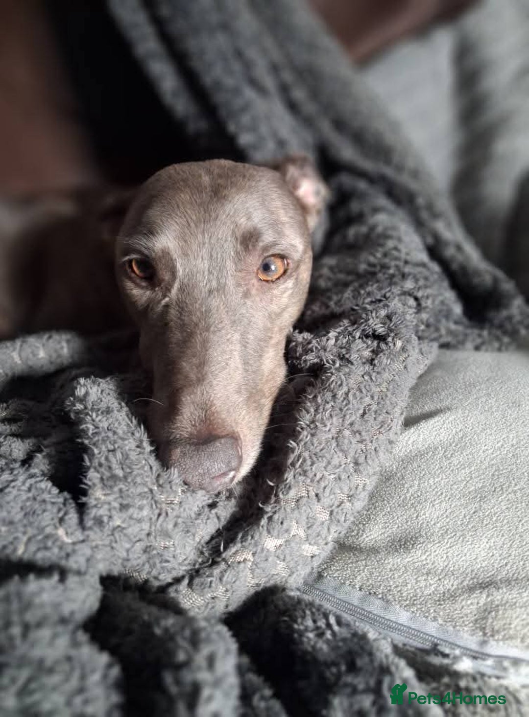 Lurcher dogs for sale: Male Lurcher Pup - Advert 1