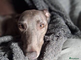 Lurcher dogs for sale: Male Lurcher Pup - Advert 1