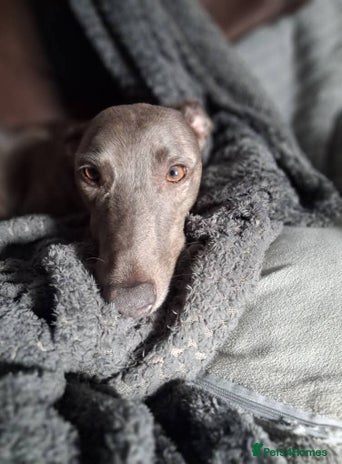 Lurcher dogs Male Lurcher Pup - Advert 1