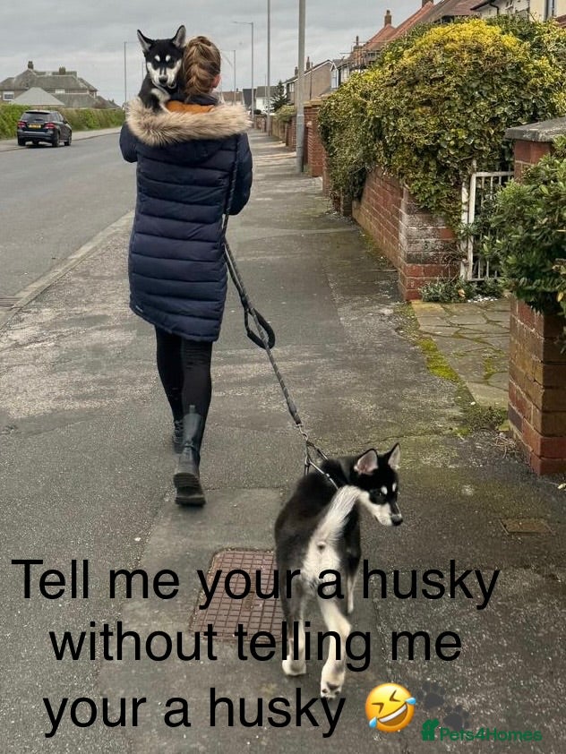 Siberian Husky dogs Siberian huskies ♥️ open to sensible offers.  - Advert 7