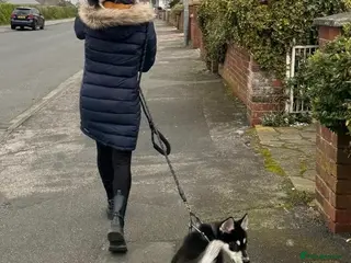 Siberian Husky dogs Siberian huskies ♥️ open to sensible offers. - Advert 7