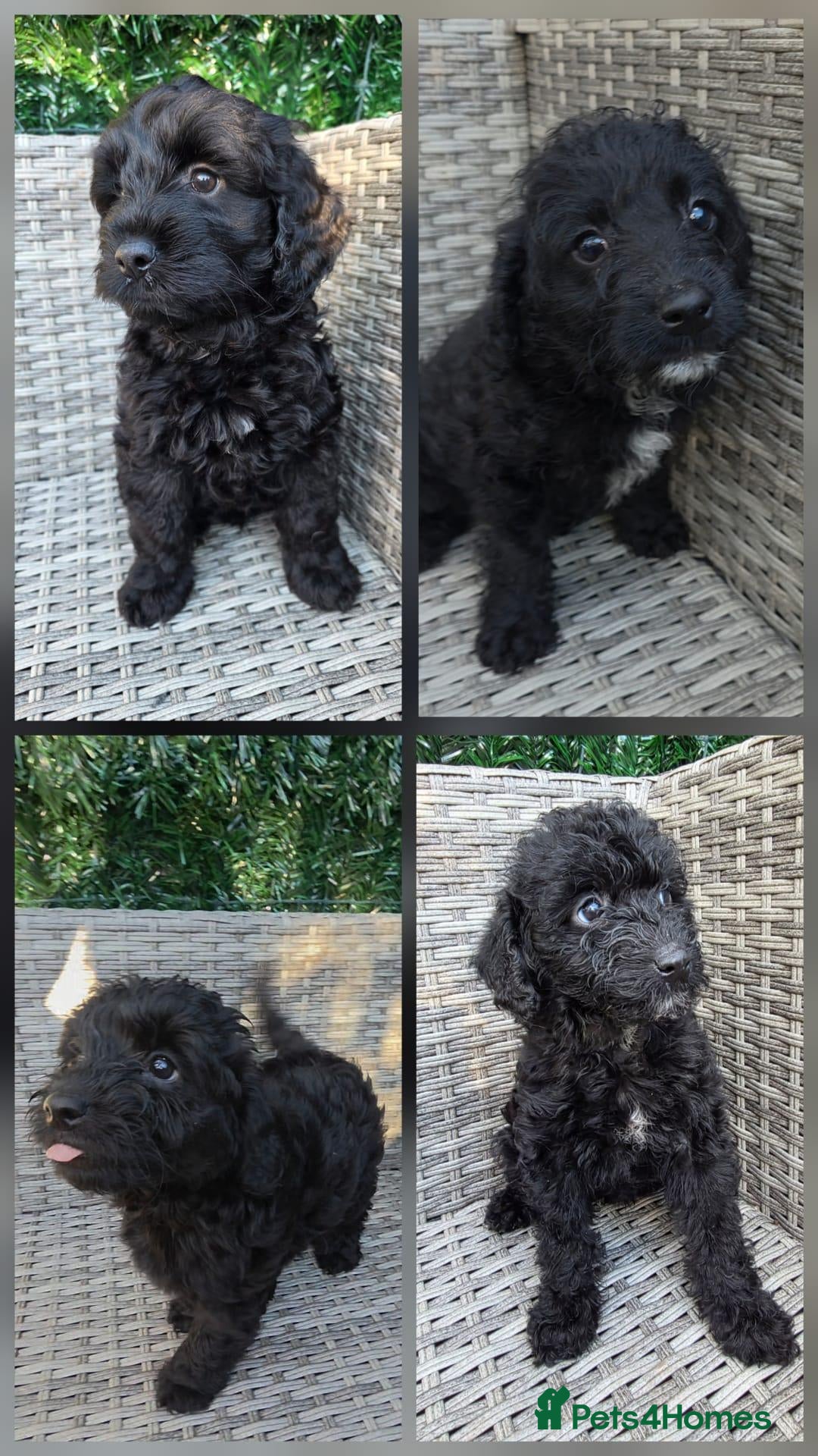 Labradoodle dogs £1250 each READY NOW stunning F1b Labradoodle pups - Advert 13