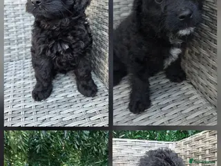 Labradoodle dogs £1250 each READY NOW stunning F1b Labradoodle pups - Advert 13