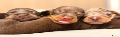 Miniature Dachshund Puppy 4