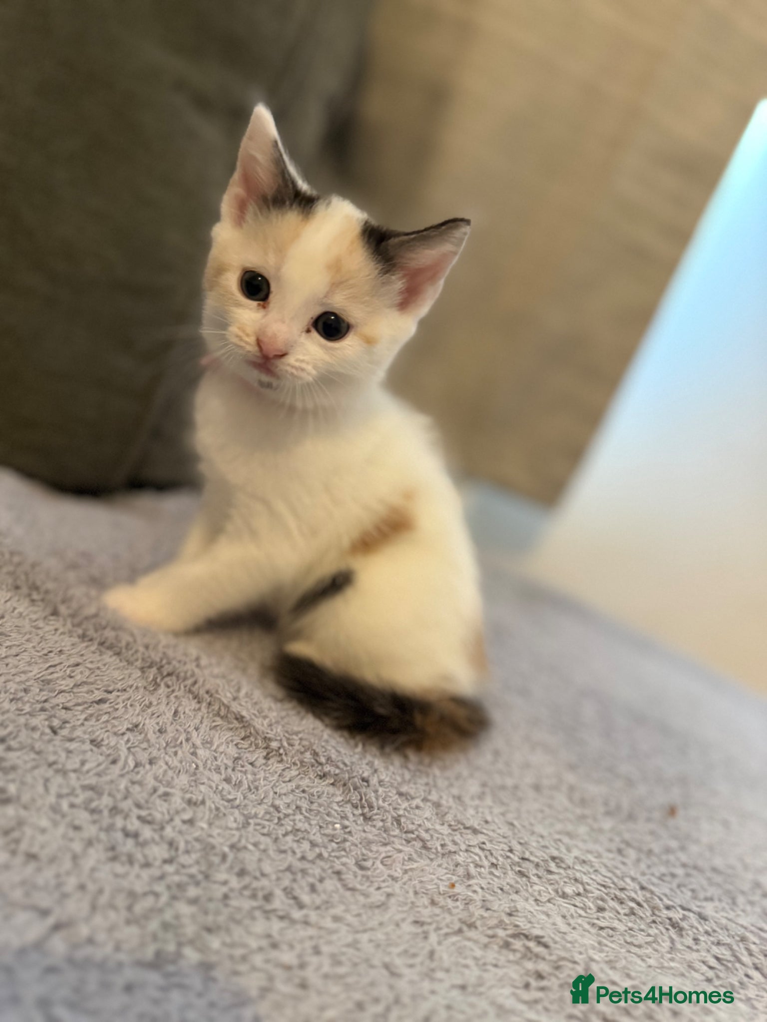 Turkish Van cats Gorgeous kittens  - Advert 1