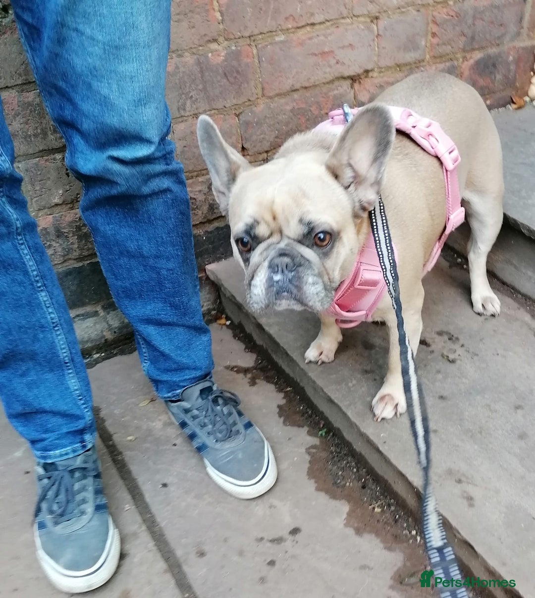 French Bulldog dogs for adoption: 💖DORA-Betrayed Many Times, But Still Loving💖 - Advert 12