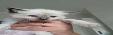 Ragdoll 4