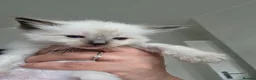 Ragdoll cats for sale: Pure ragdoll kittens  - Advert 5