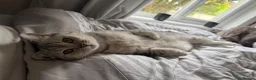 British Shorthair cats for sale: British shorthair female  - Advert 3