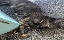Maine Coon cats for sale: 1 remaining healthy full breed Maine coon kitten - Image 18
