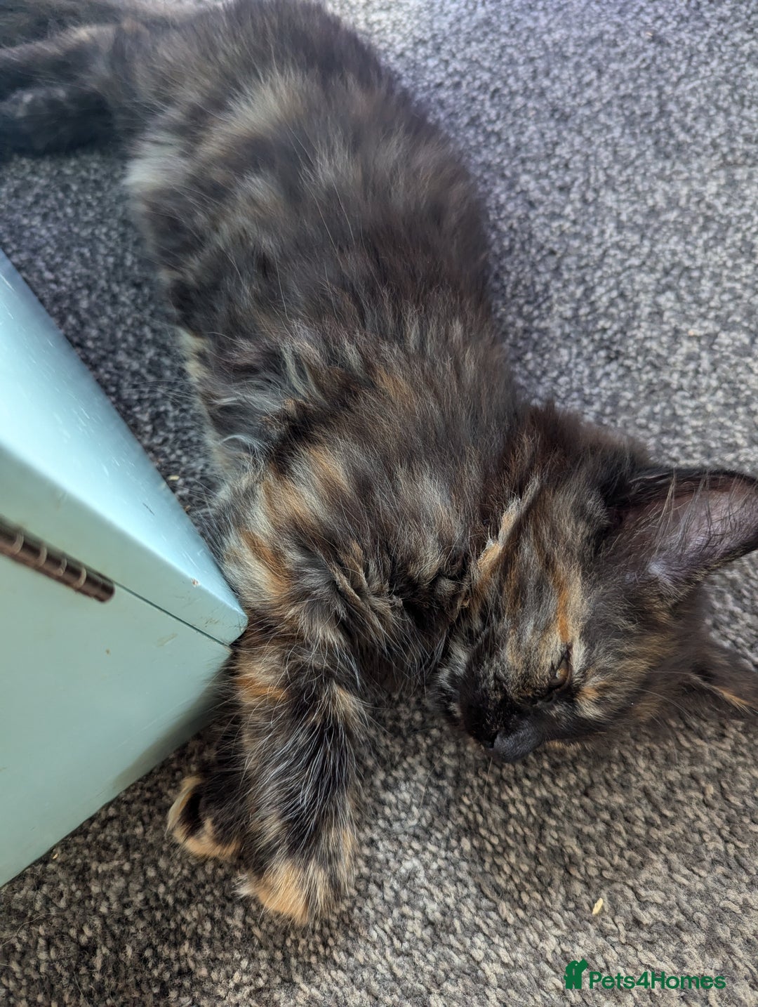 Maine Coon cats for sale: 1 remaining healthy full breed Maine coon kitten - Image 18