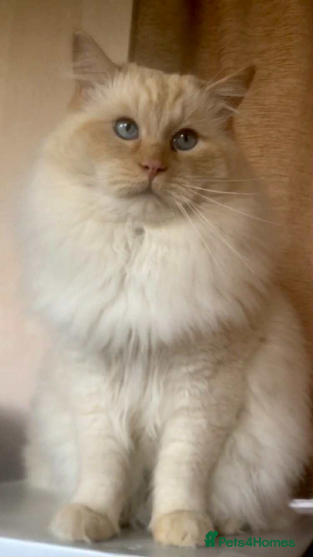 Ragdoll cats for stud: Rare Flame Point Ragdoll for stud - Image 3