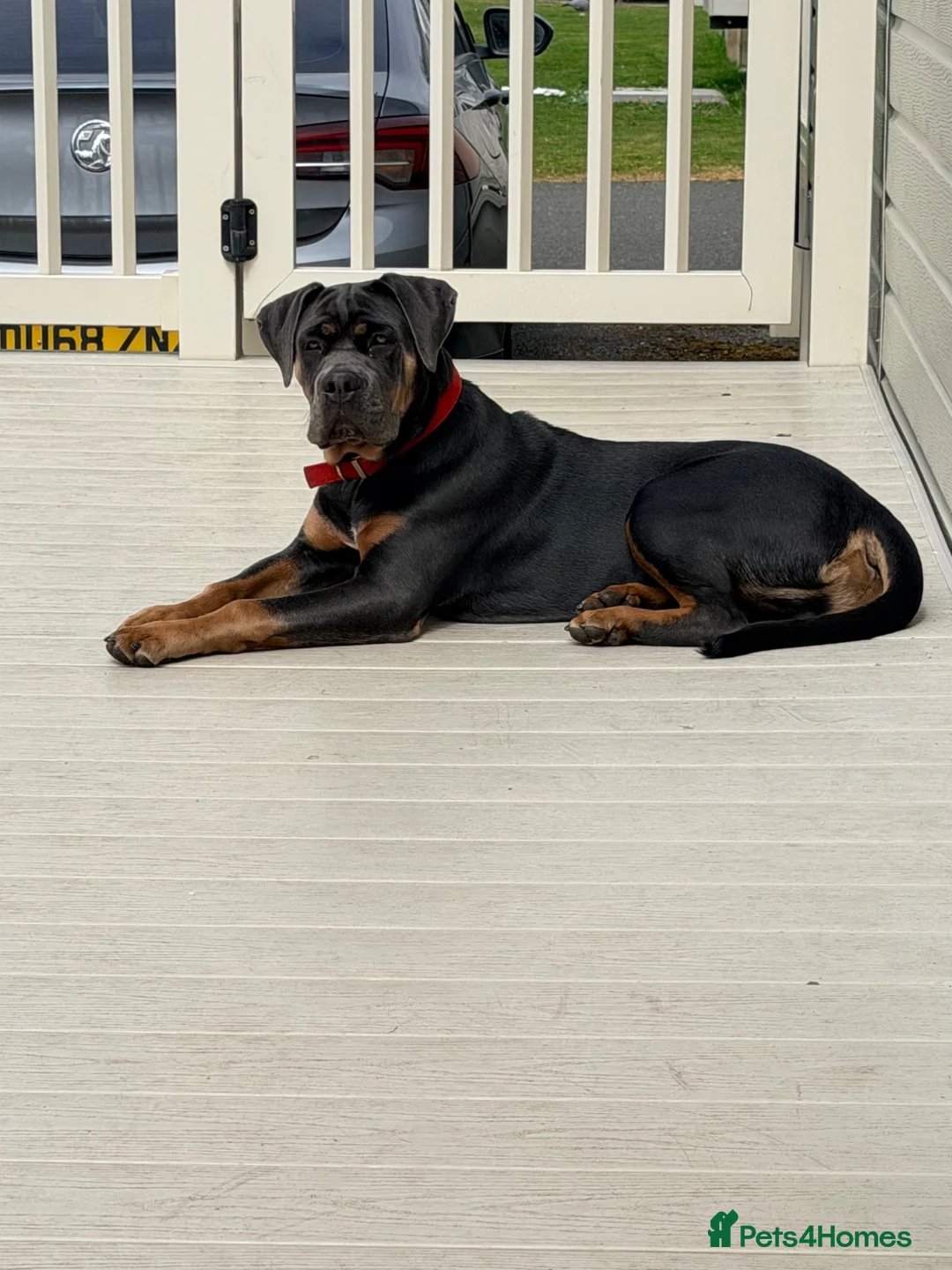 Cane Corso dogs for sale: Cane corso  - Advert 1