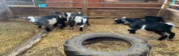Goats livestock for sale: Pygmy kids for sale. Females and castrated males  - Advert 10