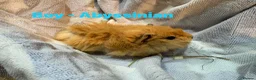 Guinea Pig rodents for sale: Ready to leave - Male & Female Guinea pigs  - Advert 6