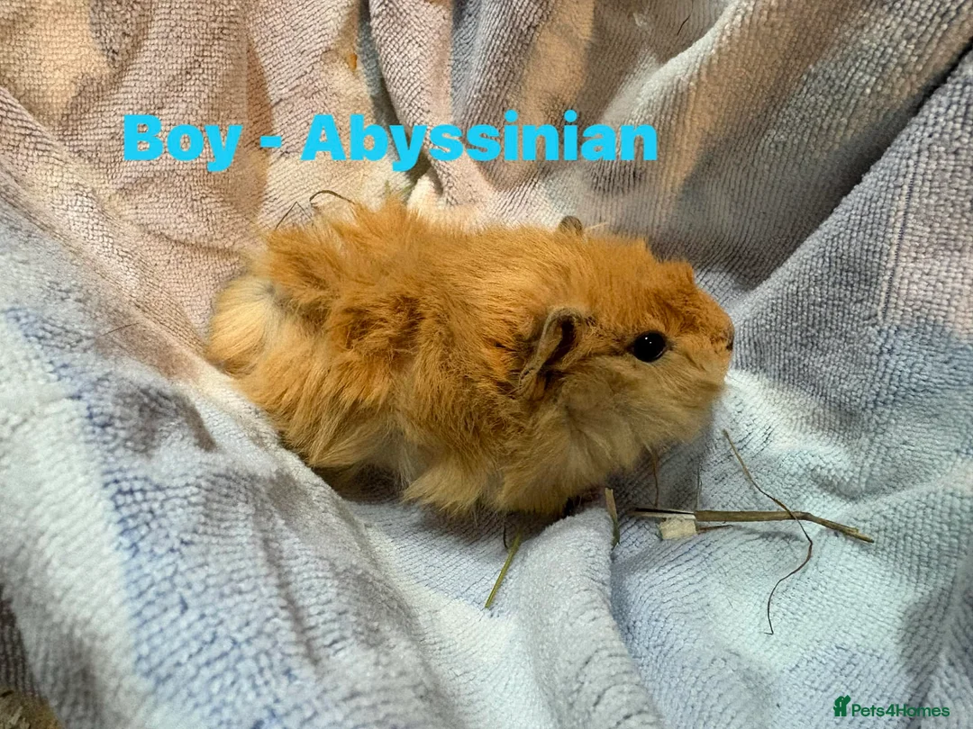 Guinea Pig rodents for sale: Ready to leave - Male & Female Guinea pigs  - Advert 6