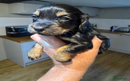 Cocker Spaniel dogs for sale: 6 working cocker pups  - Image 4