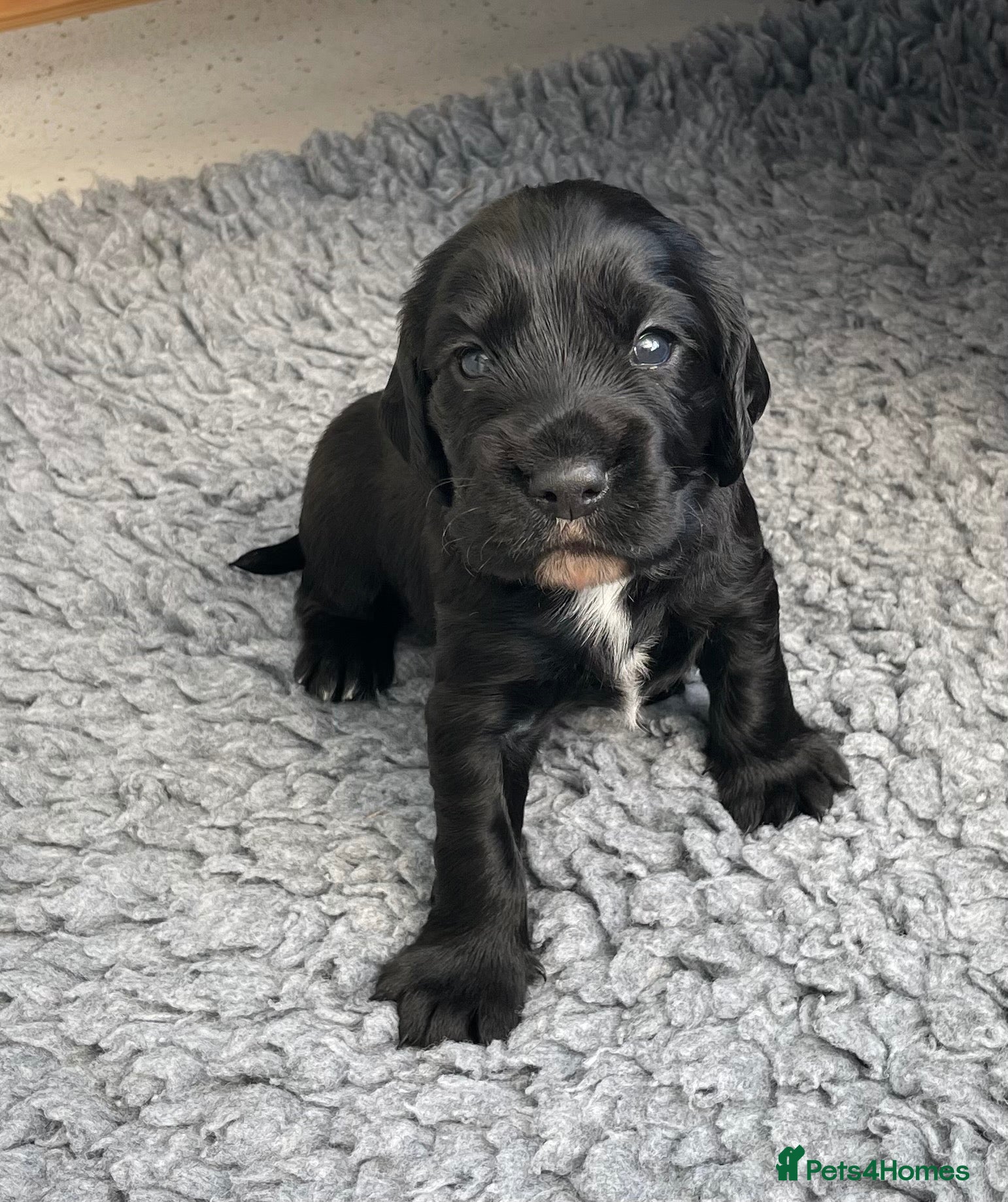 Cocker Spaniel dogs Outstanding working cocker spaniel pups FTCH lines - Advert 16