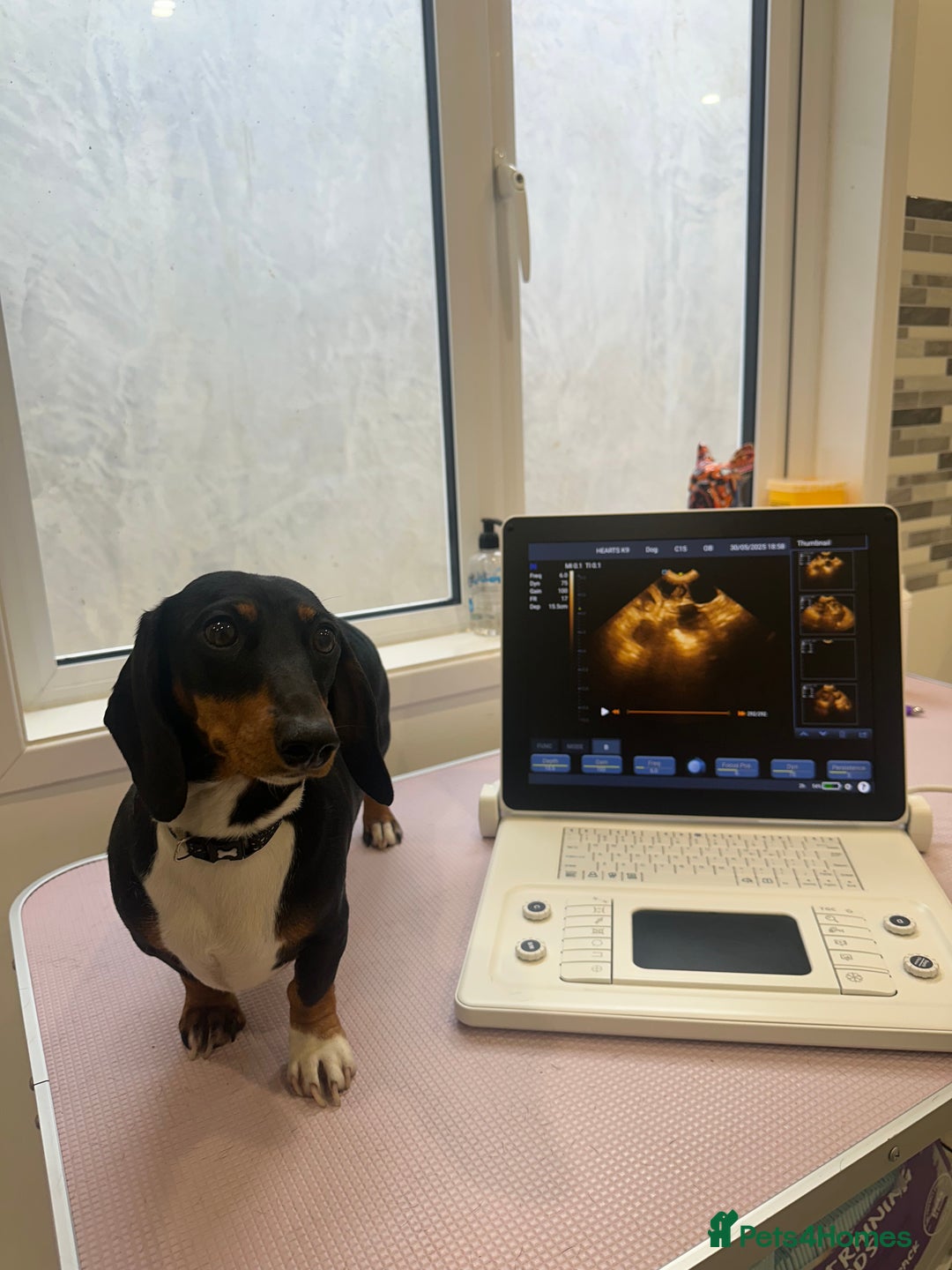 Miniature Dachshund dogs for sale: REDUCED‼️last male miniature dachshund pup🩵 - Image 10