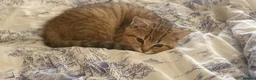 British Shorthair cats for sale: BRITISH SHORTHAIR BLACK GOLDEN SPOTTED TABBY - Advert 11
