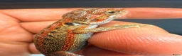 Bearded Dragon reptiles for sale: Stunning Baby Bearded Dragons – Monster x Spanish  - Advert 4