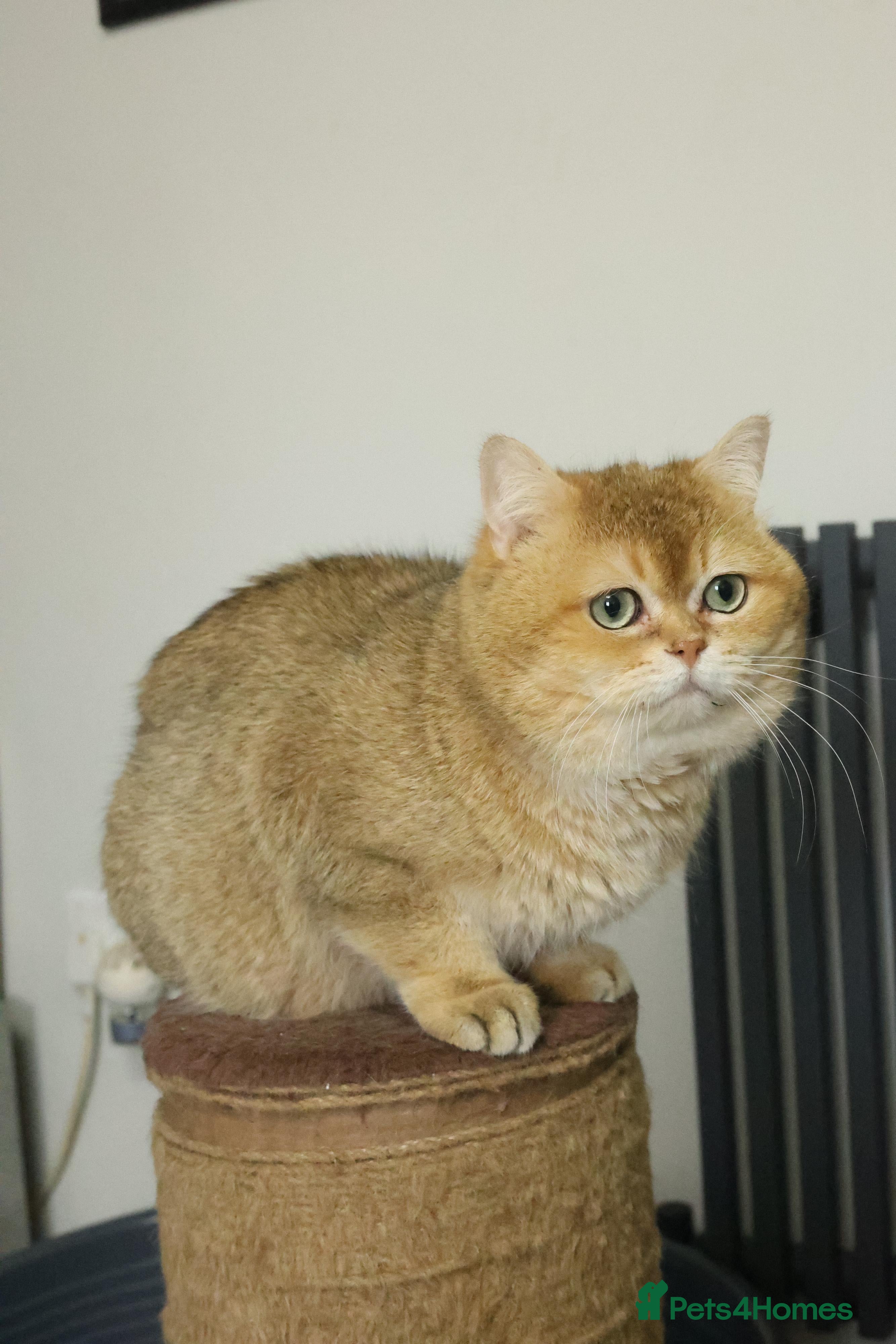 British Shorthair cats SIMBA – LUXURIOUS GOLD-BACK-TIPPED STUD - Advert 13