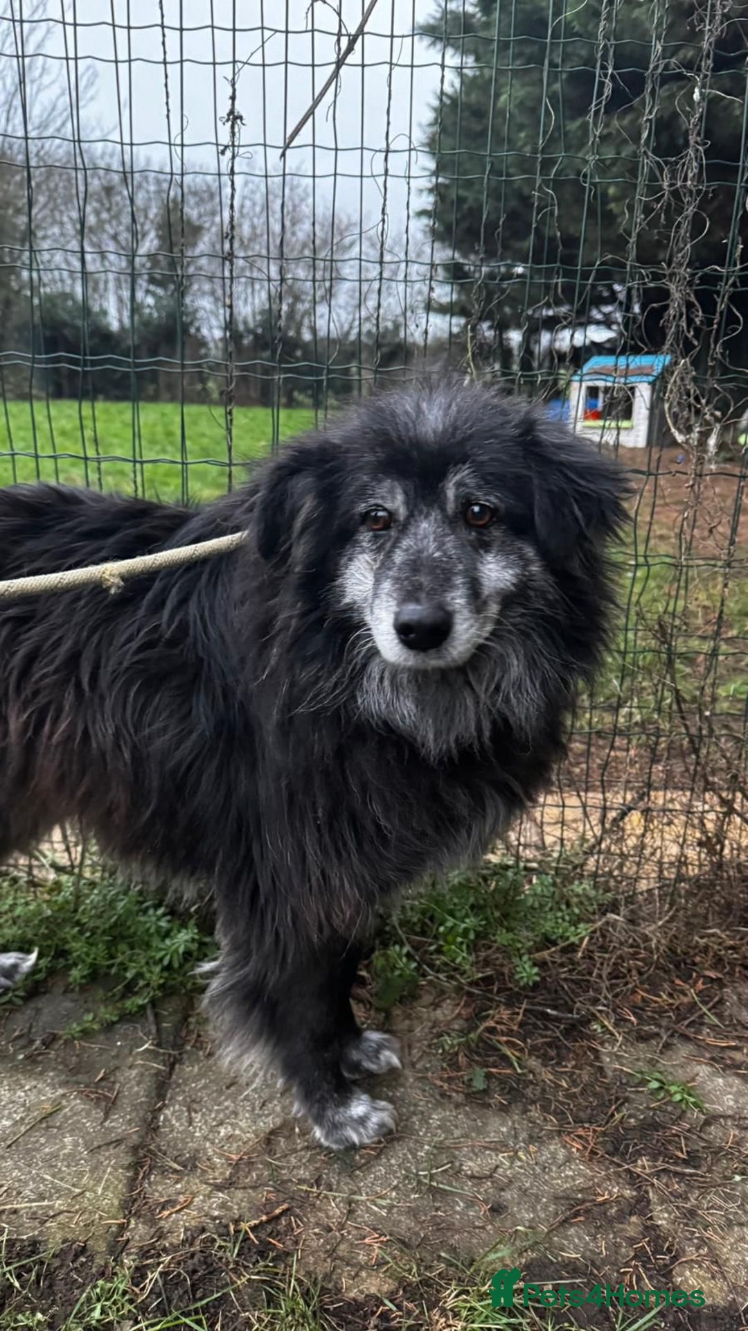 Mixed Breed dogs for adoption: Meet amazing MOOSE!!  - Advert 3